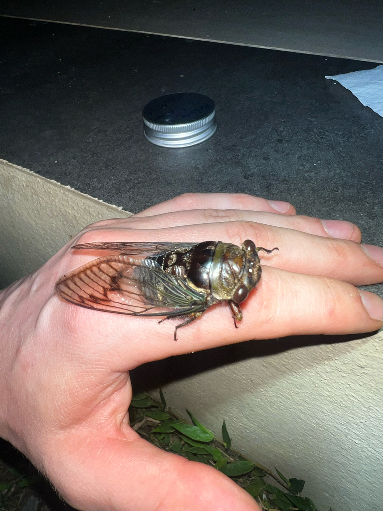 Fidicina robini