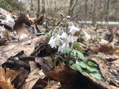 Cardamine concatenata