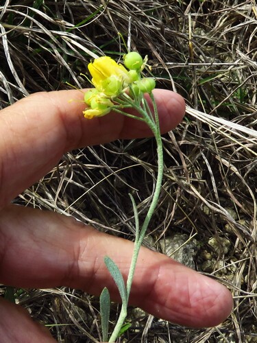 Engelmann's Bladderpod (Physaria engelmannii)