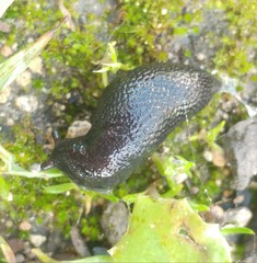 Gigantomilax cecconii