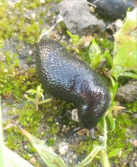 Gigantomilax cecconii