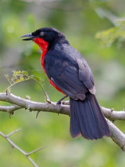 Laniarius erythrogaster