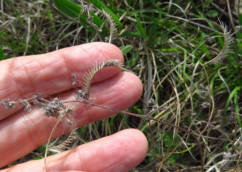 hairy grama (Bouteloua hirsuta)