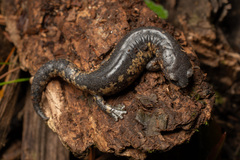 Dary's Mushroomtongue Salamander photo 1