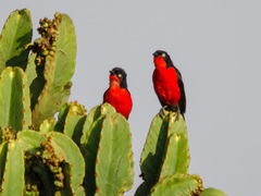 Laniarius erythrogaster