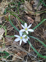 Ornithogalum fimbriatum