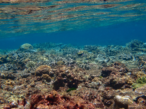 Wedgetail Triggerfish