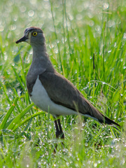 Vanellus lugubris