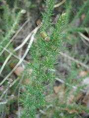 Ulex minor