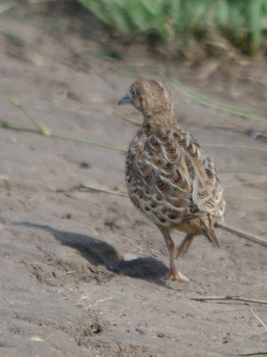 Torillo andaluz (Turnix sylvaticus)