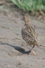 Turnix sylvaticus