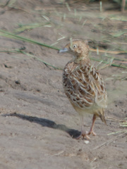 Turnix sylvaticus