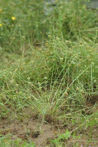 Cyperus pacificus iNat (1)