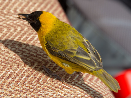 Slender-billed Weaver (Ploceus pelzelni), photo 1
