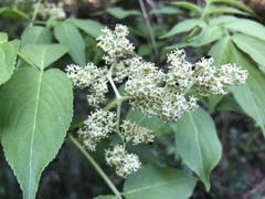 Sambucus sieboldiana