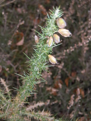 Ulex minor