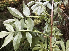 Sambucus sieboldiana