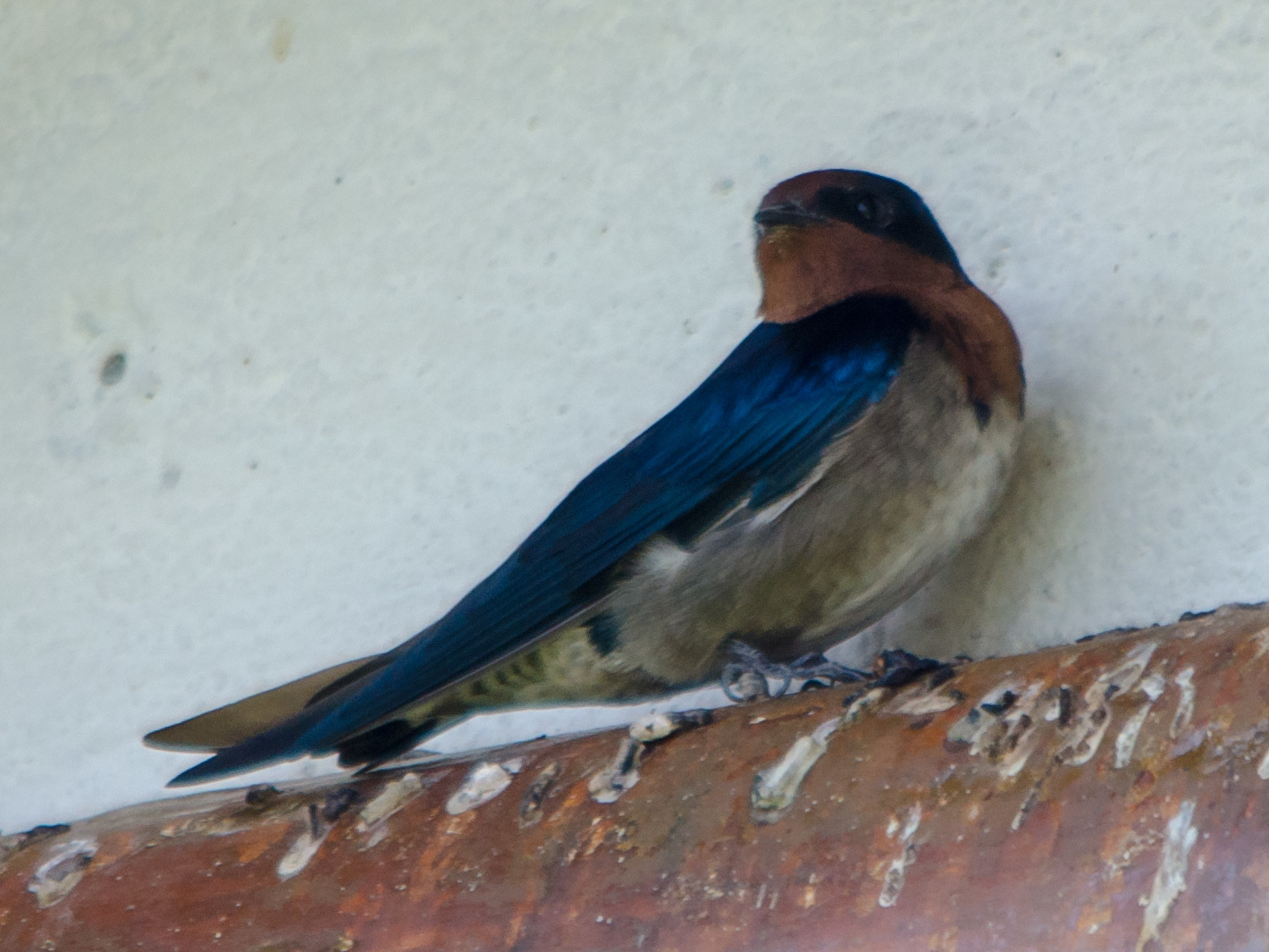 Angola Swallow illustration