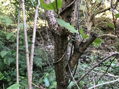 Sambucus sieboldiana