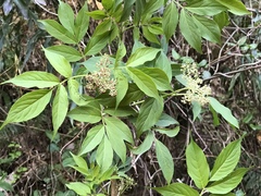 Sambucus sieboldiana