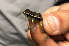 Colostethus ruthveni