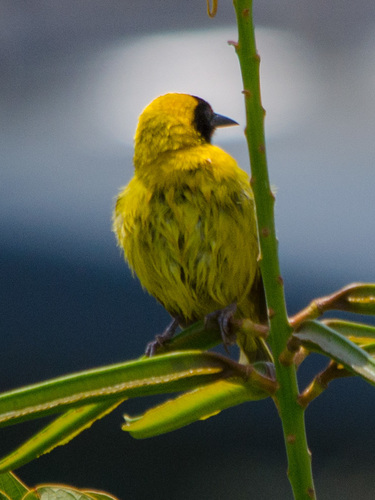 Slender-billed Weaver (Ploceus pelzelni), photo 9