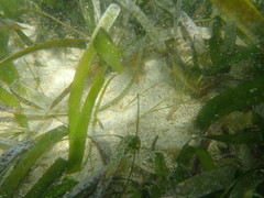 Halodule wrightii
