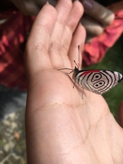 Diaethria euclides