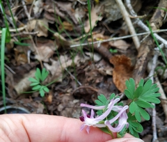 Corydalis paczoskii