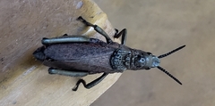 Dictyophorus griseus