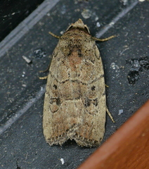 Elaphria fuscimacula