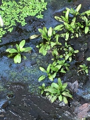 Veronica anagallis-aquatica