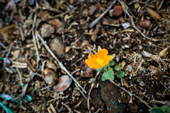 Sphaeralcea coulteri