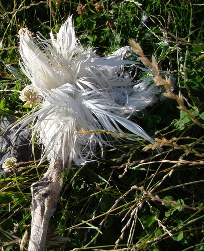 Procellariiformes