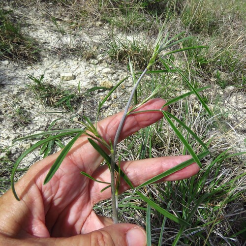 Narrowleaf Indian breadroot (Pediomelum linearifolium)