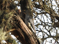 Melanerpes aurifrons