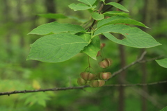 Euonymus miniata
