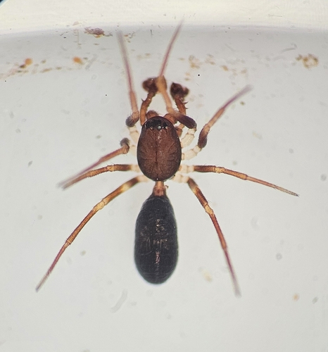 Ant Sheet-web Weaver photo 3