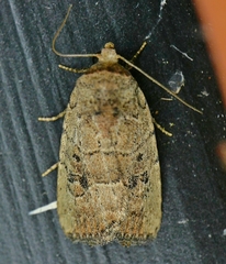 Elaphria fuscimacula