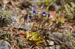 Pinguicula algida