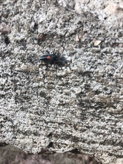 Stenomacra marginella