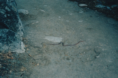 iNaturalist observation photo of California Mountain Kingsnake