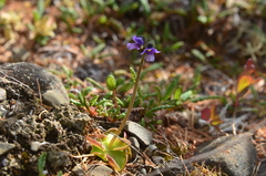 Pinguicula algida
