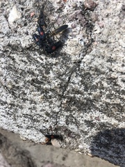 Stenomacra marginella