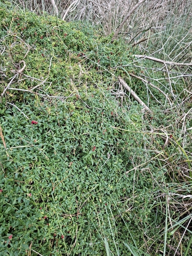 Einadia Nutans (Chenopodium nutans)