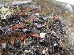 Pinguicula algida