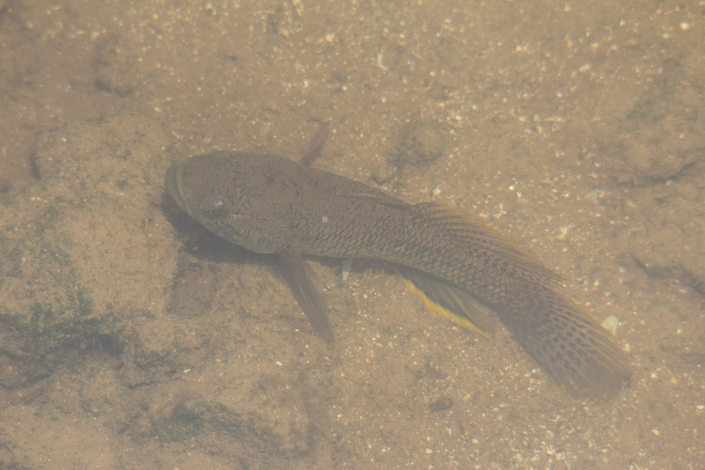 Spangled Gudgeon