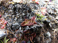Pinguicula algida