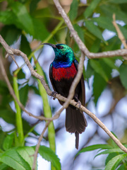 Cinnyris erythrocercus