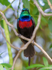 Cinnyris erythrocercus